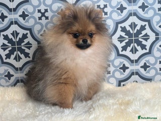 Pomeranian dogs ❤️Kc teddy bear pom babies ❤️ - Advert 5