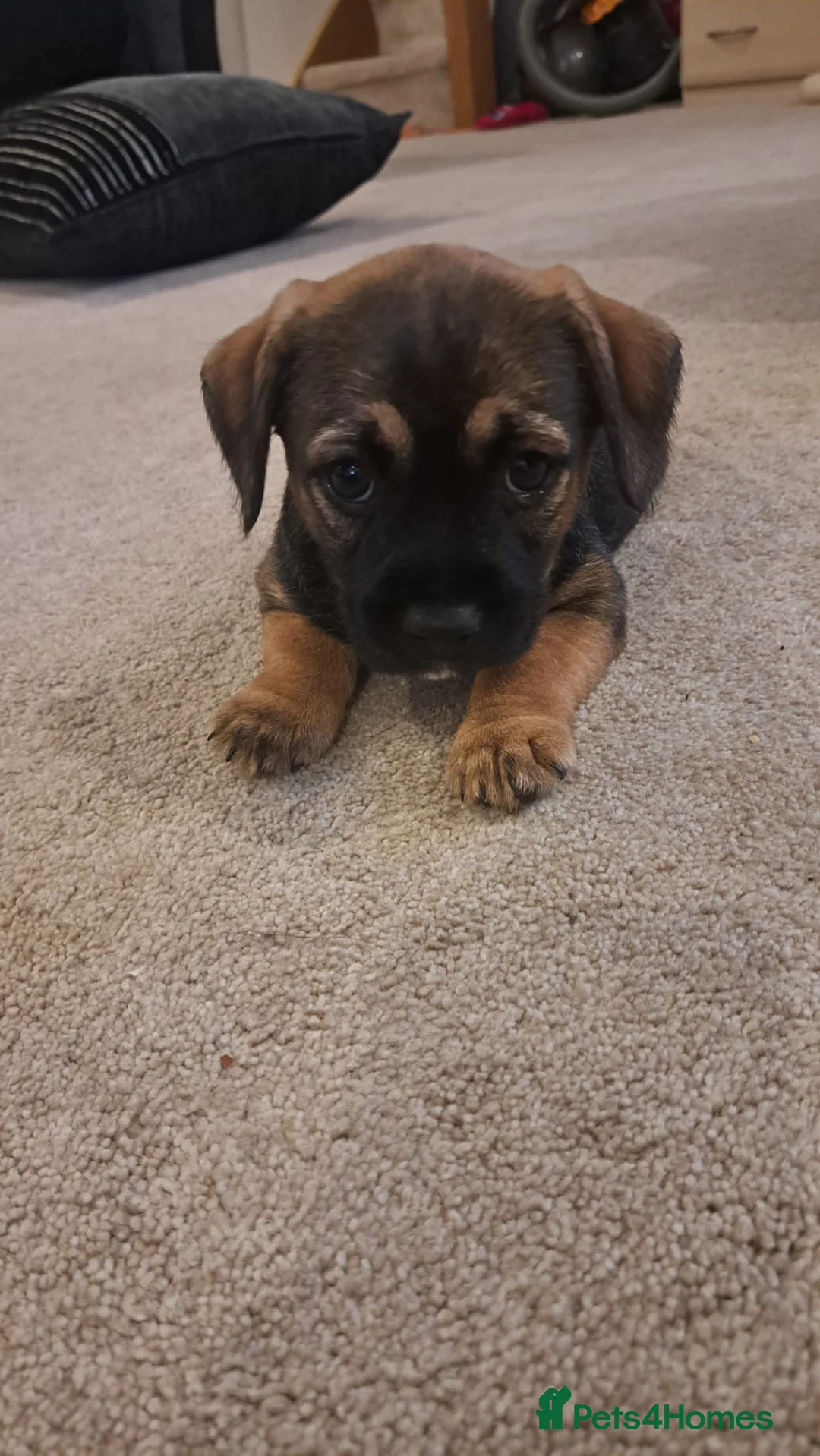 Border Terrier dogs for sale:  Border terrier puppies  in Gravesend - Advert 2