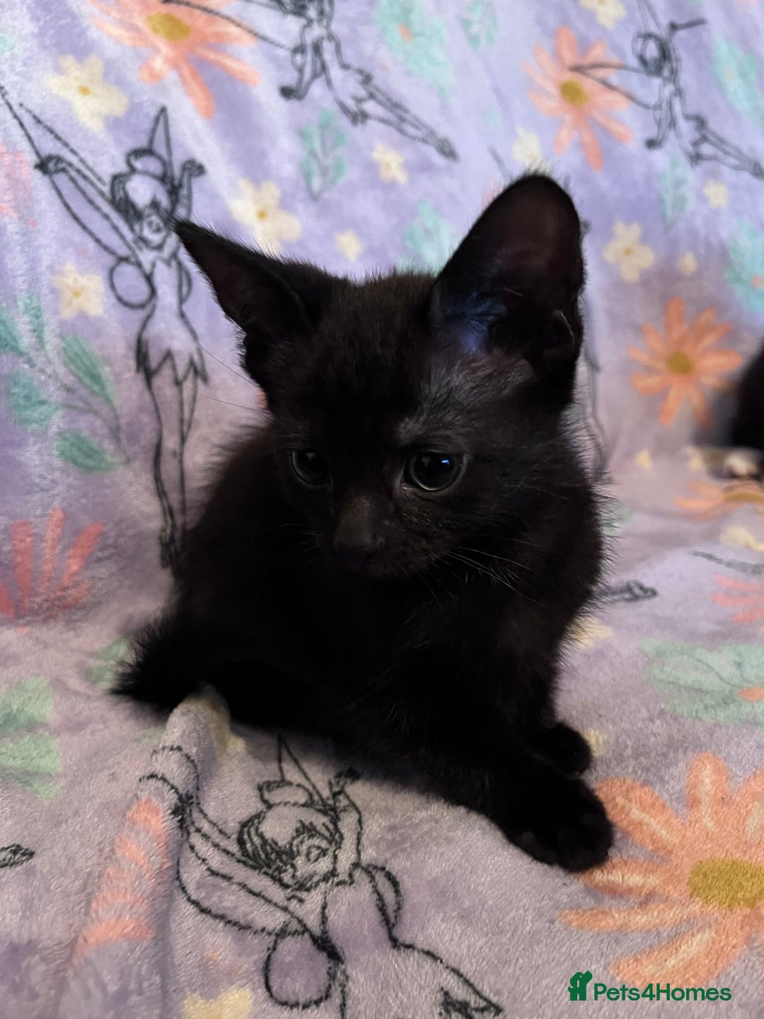 Mixed Breed cats for sale: 6 Kittens Ready to Leave! - Advert 7