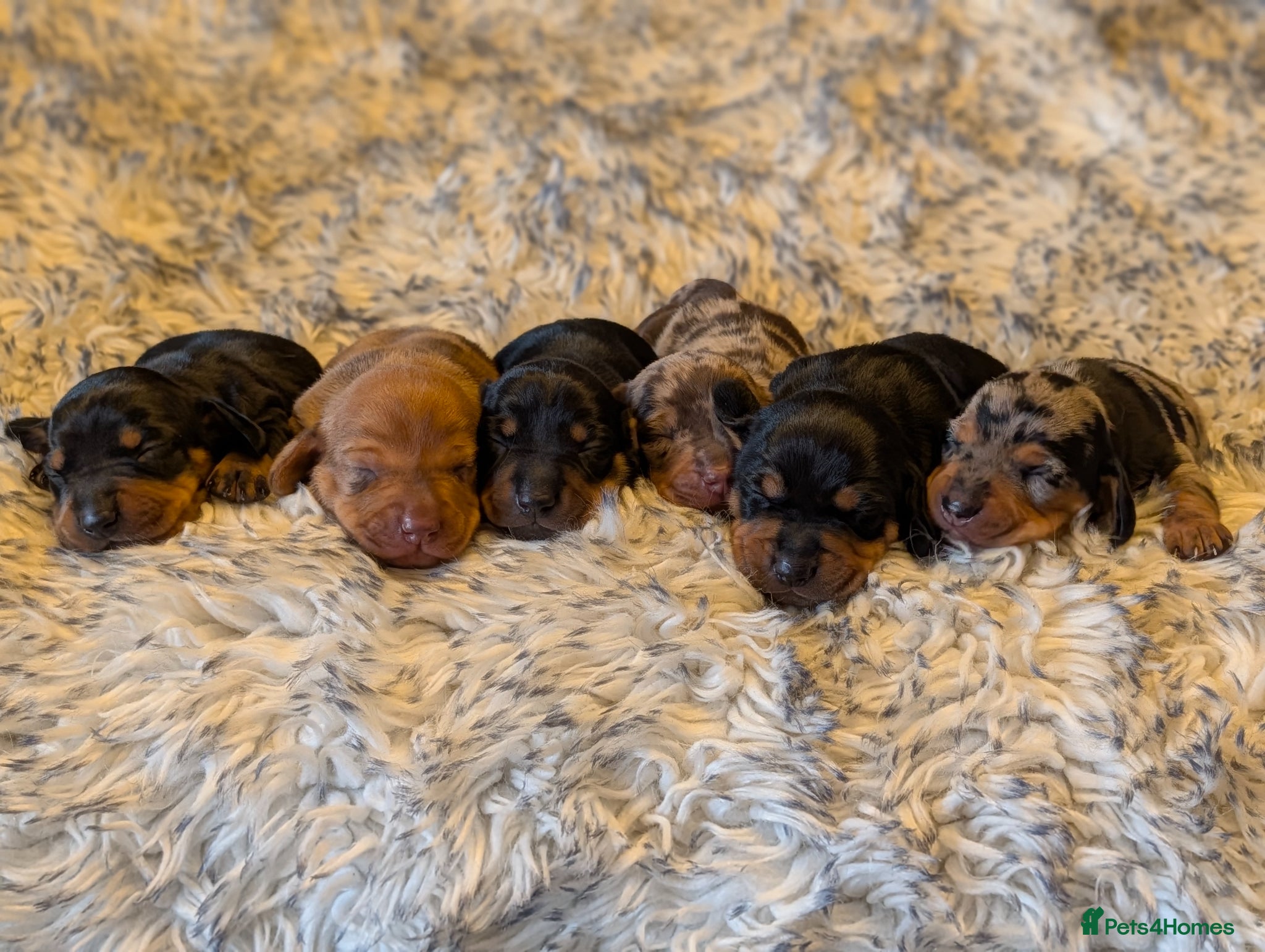 Dachshund dogs Standard Dachshund Puppies  - Advert 11