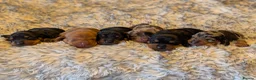 Dachshund dogs for sale: Standard Dachshund Puppies  - Advert 1