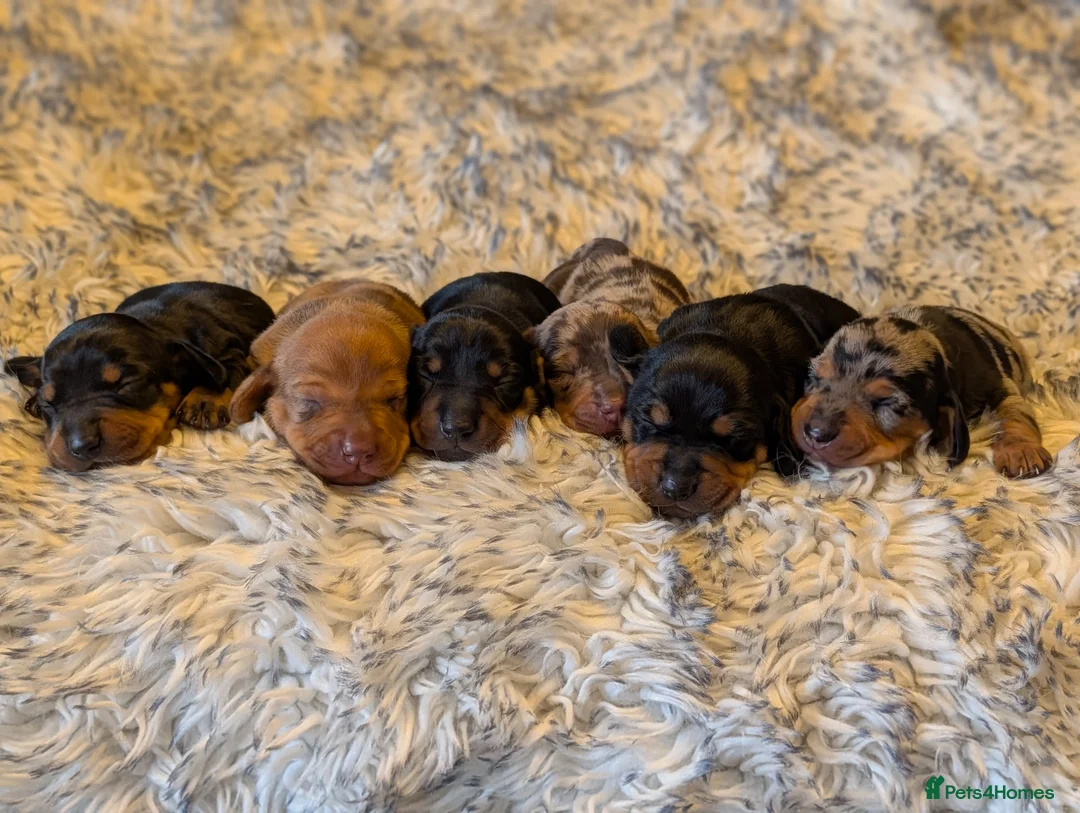 Dachshund dogs for sale: Standard Dachshund Puppies  - Advert 1