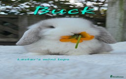 Mini Lop rabbits for sale: Beautiful mini lops girls and boys - Advert 2