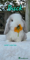 Mini Lop rabbits Beautiful mini lops girls and boys - Advert 2