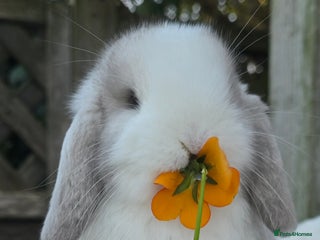 Mini Lop rabbits Beautiful mini lops girls and boys - Advert 7