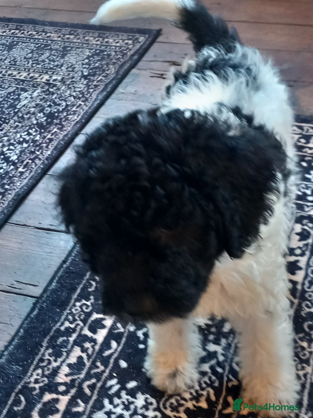 Cockapoo dogs for sale: Beautiful colourful Cockapoo puppies - Advert 2