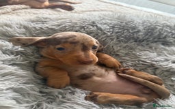 Dachshund dogs for sale: Beautiful litter of dachshund puppy’s  - Image 23
