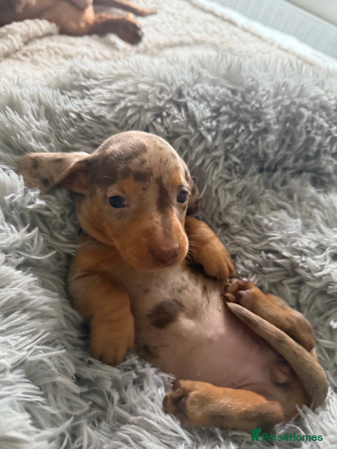 Dachshund dogs for sale: Beautiful litter of dachshund puppy’s  - Image 23