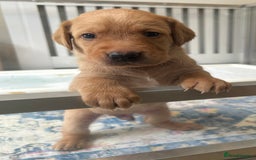 Labrador Retriever dogs for sale: Family/Working bred KC Labradors - Image 17