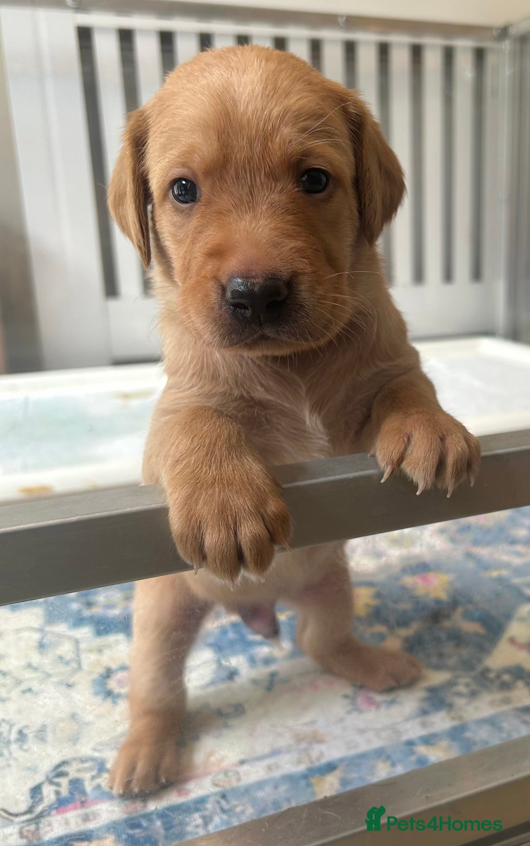 Labrador Retriever dogs for sale: Family/Working bred KC Labradors - Image 17
