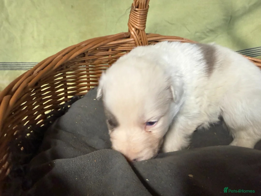 Border Collie dogs for sale: Red Merle and red- black and white border collies - Advert 16