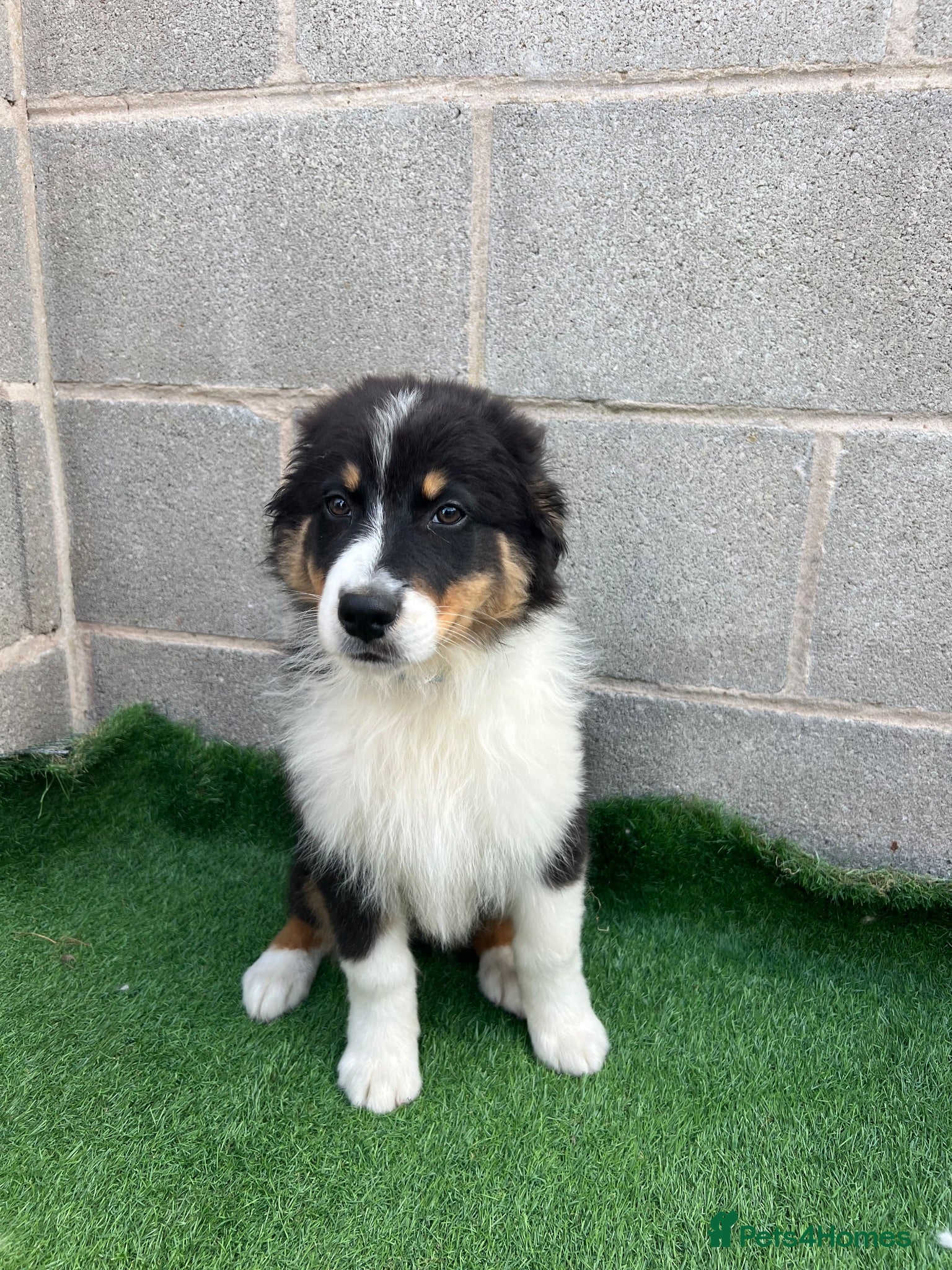 Australian Shepherd dogs Kc registered male Australian Shepherd Puppy - Advert 1
