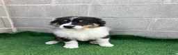 Australian Shepherd dogs for sale: Kc registered male Australian Shepherd Puppy - Advert 1