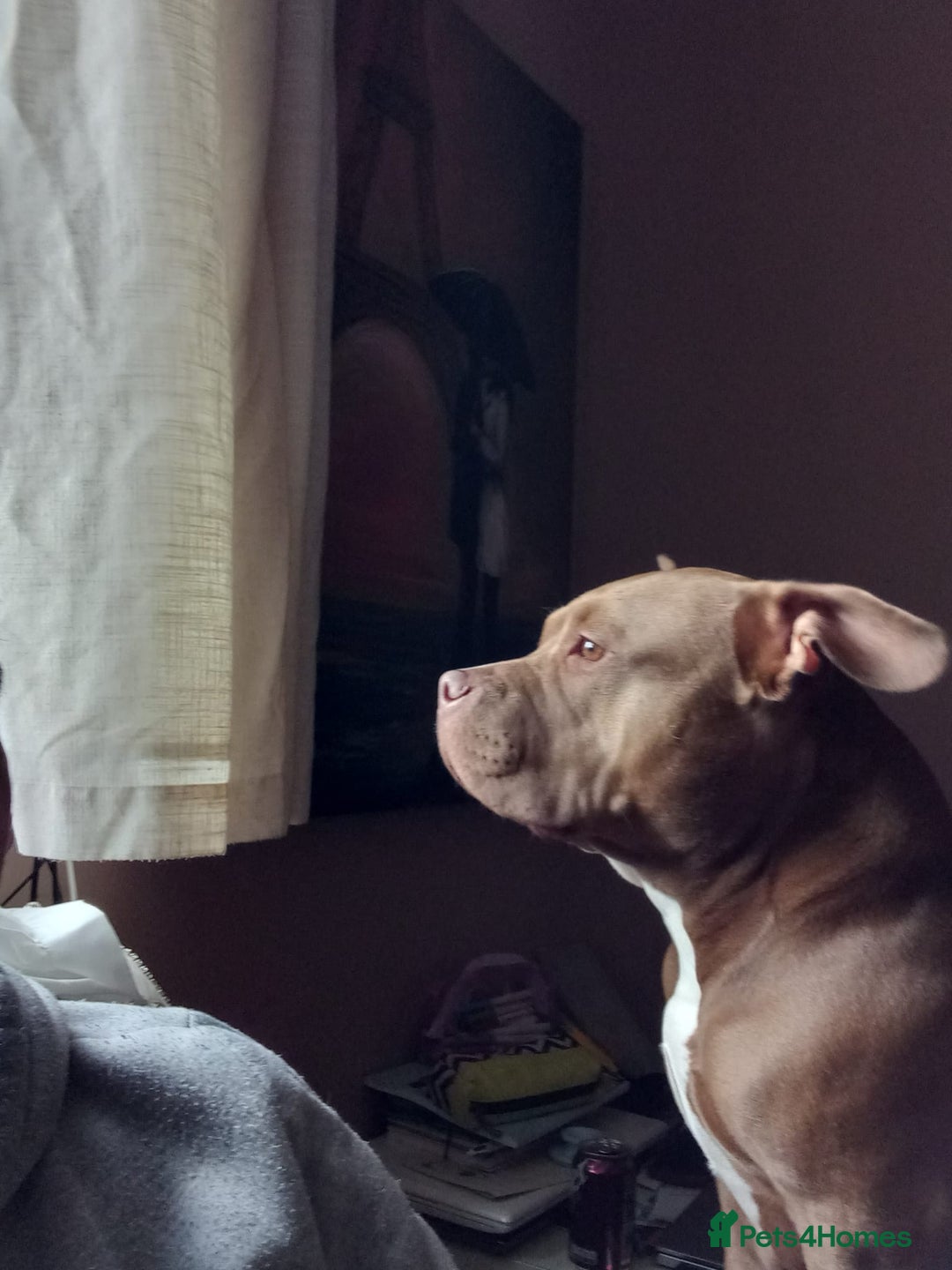 American Bully dogs for sale: Abkc pocket bully bitch  - Advert 14