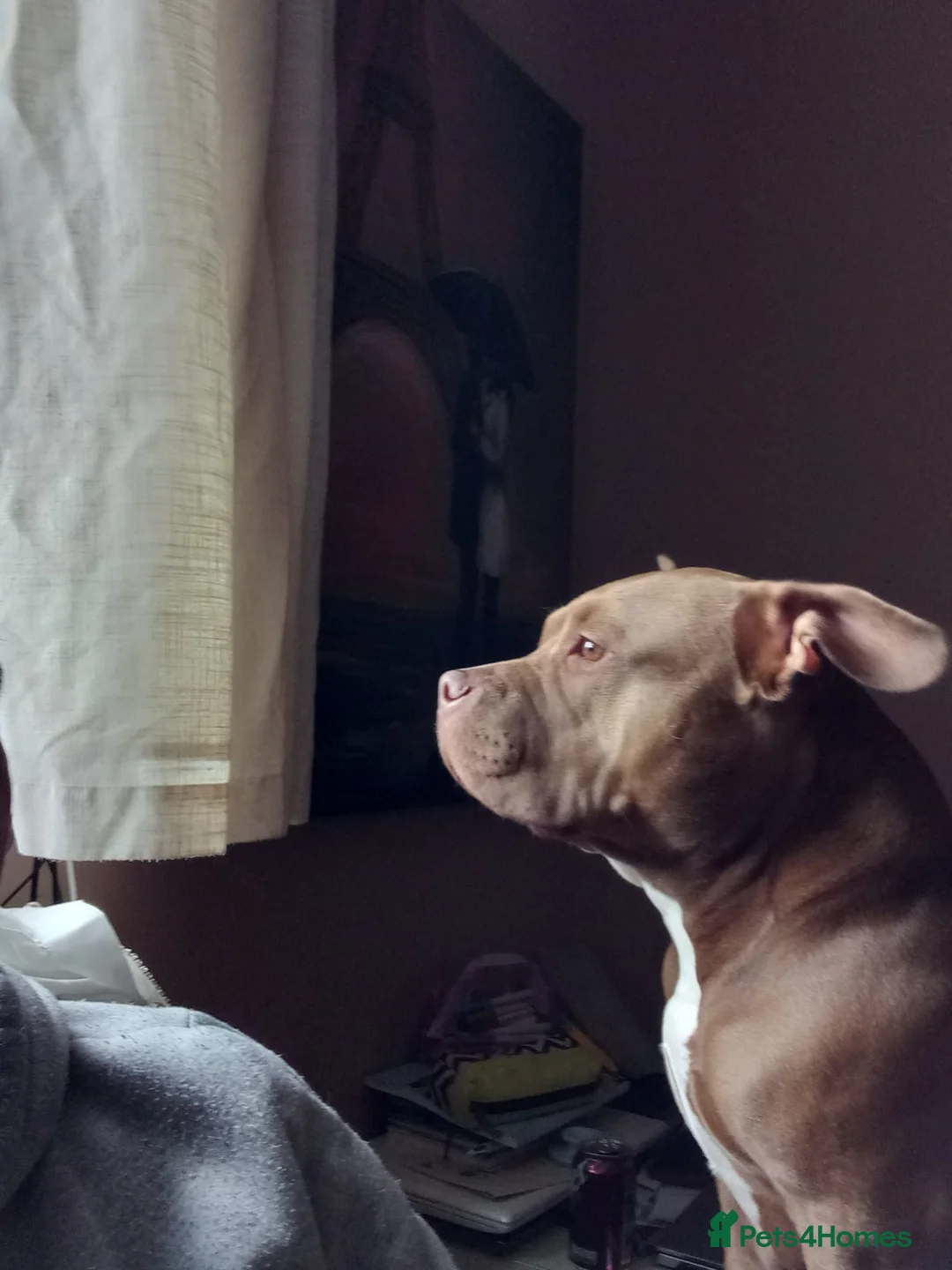 American Bully dogs for sale: Abkc pocket bully bitch  - Advert 9