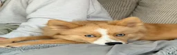 Pomsky dogs for sale: Beautiful Blue Eyed Yoshi  - Advert 1