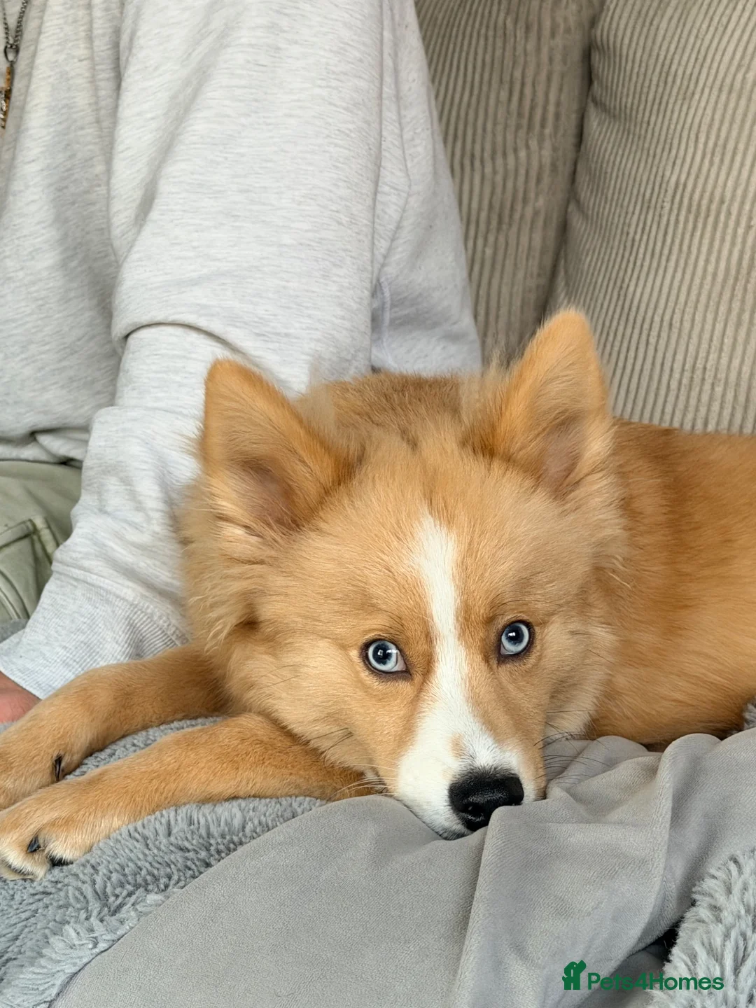 Pomsky dogs for sale: Beautiful Blue Eyed Yoshi  - Advert 1