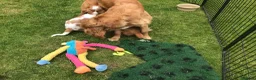 Mixed Breed dogs for sale: Comfort Retriever 5* breeder  in Whitchurch - Advert 7