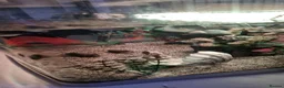 Other/Mixed Breed fish for sale: Tropical fish and tank in Crawley - Advert 4