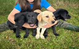 Labrador Retriever dogs for sale: Beautiful male Labrador pups - Image 1