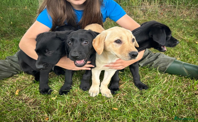 Labrador Retriever dogs - Advert 3