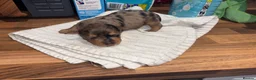 Yorkshire Terrier dogs for sale: Beautiful Merle Yorkshire terrier puppies  - Advert 11
