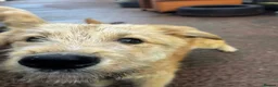 Mixed Breed dogs for adoption: Meet Toby, currently residing in Fife in Kirkcaldy - Advert 6