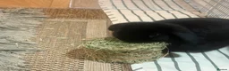Mini Lop rabbits for sale: Mini Lop bunny rabbit  - Advert 2