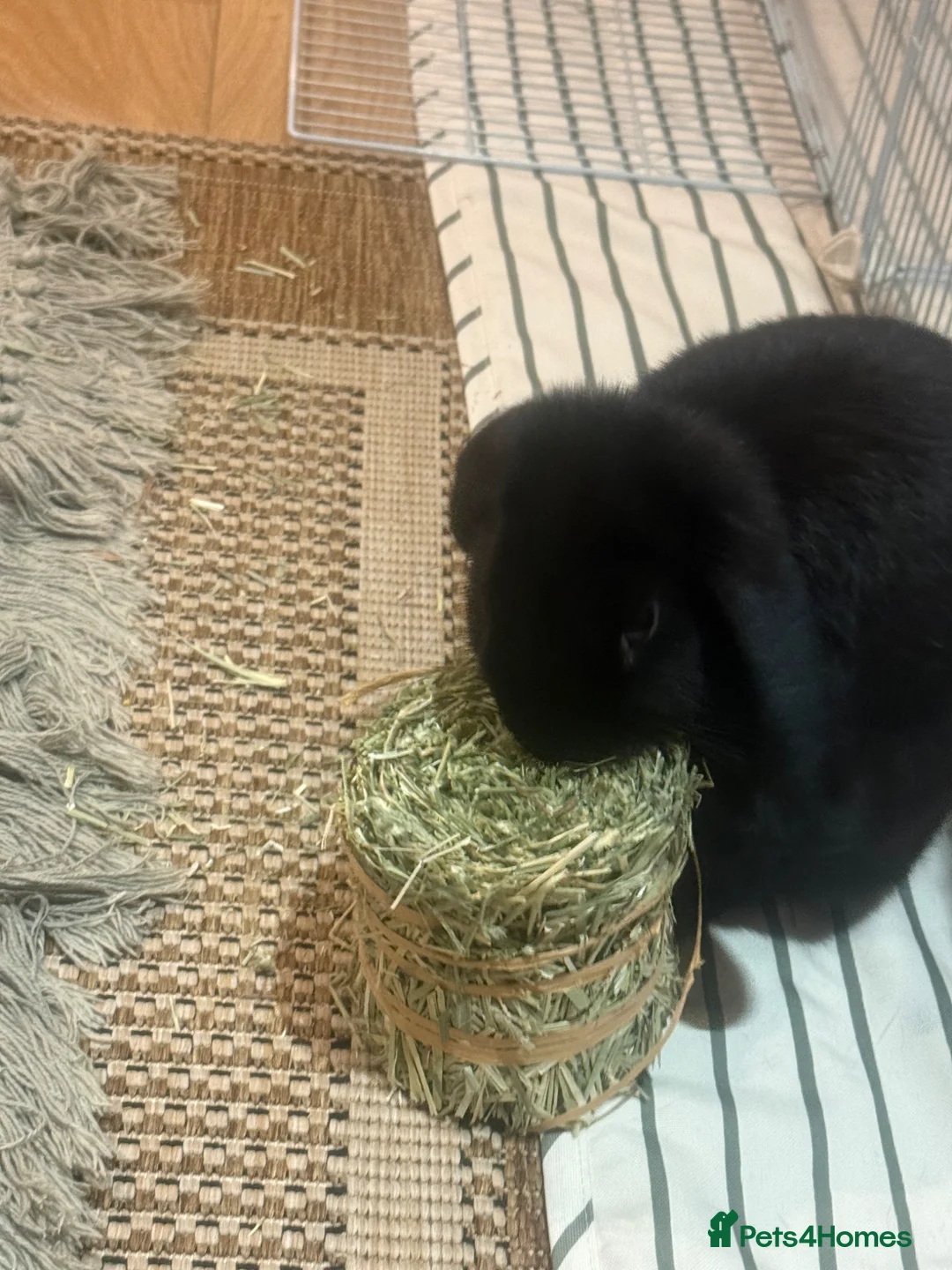 Mini Lop rabbits for sale: Mini Lop bunny rabbit  - Advert 2