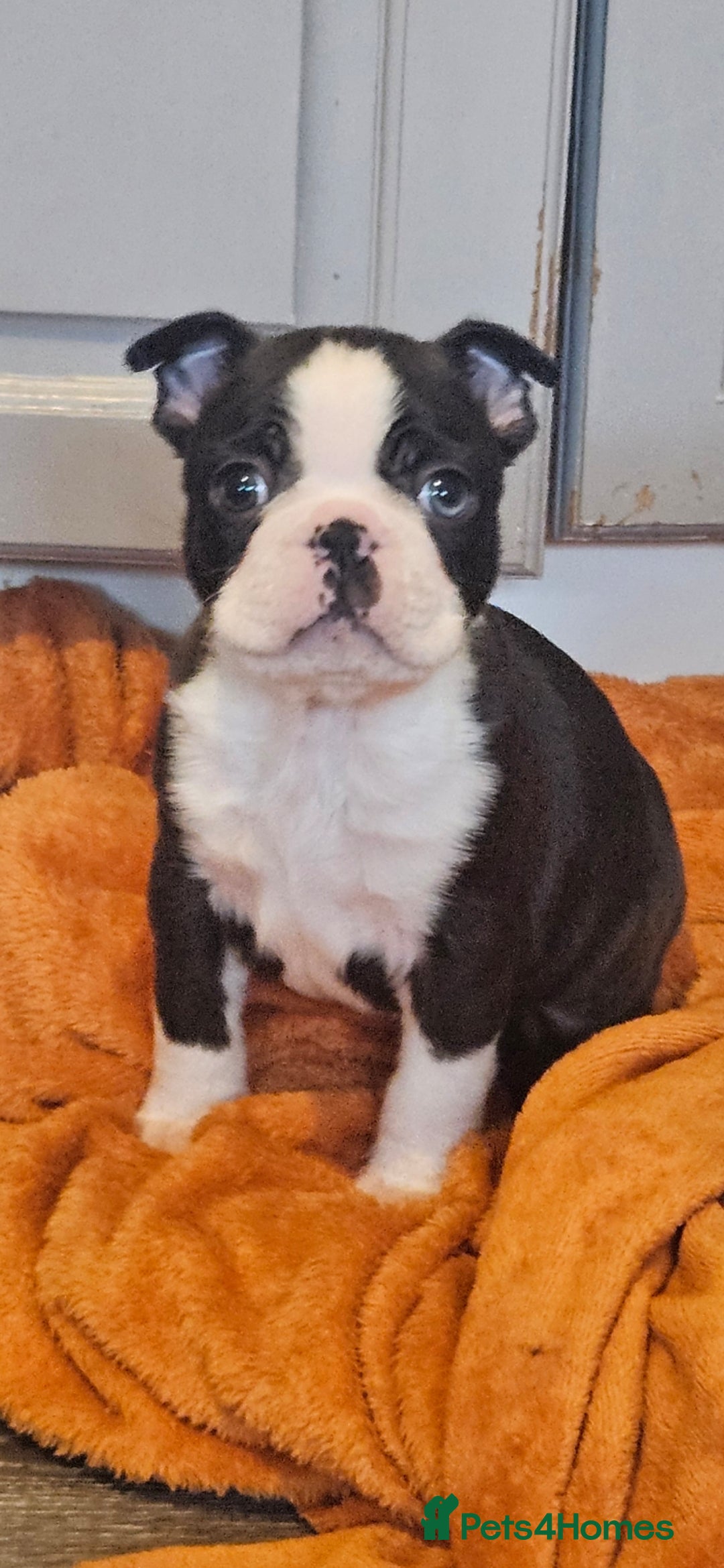 Boston Terrier dogs Stunning boston terrier puppies  - Advert 1