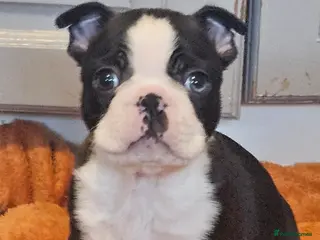 Boston Terrier dogs Stunning boston terrier puppies - Advert 1