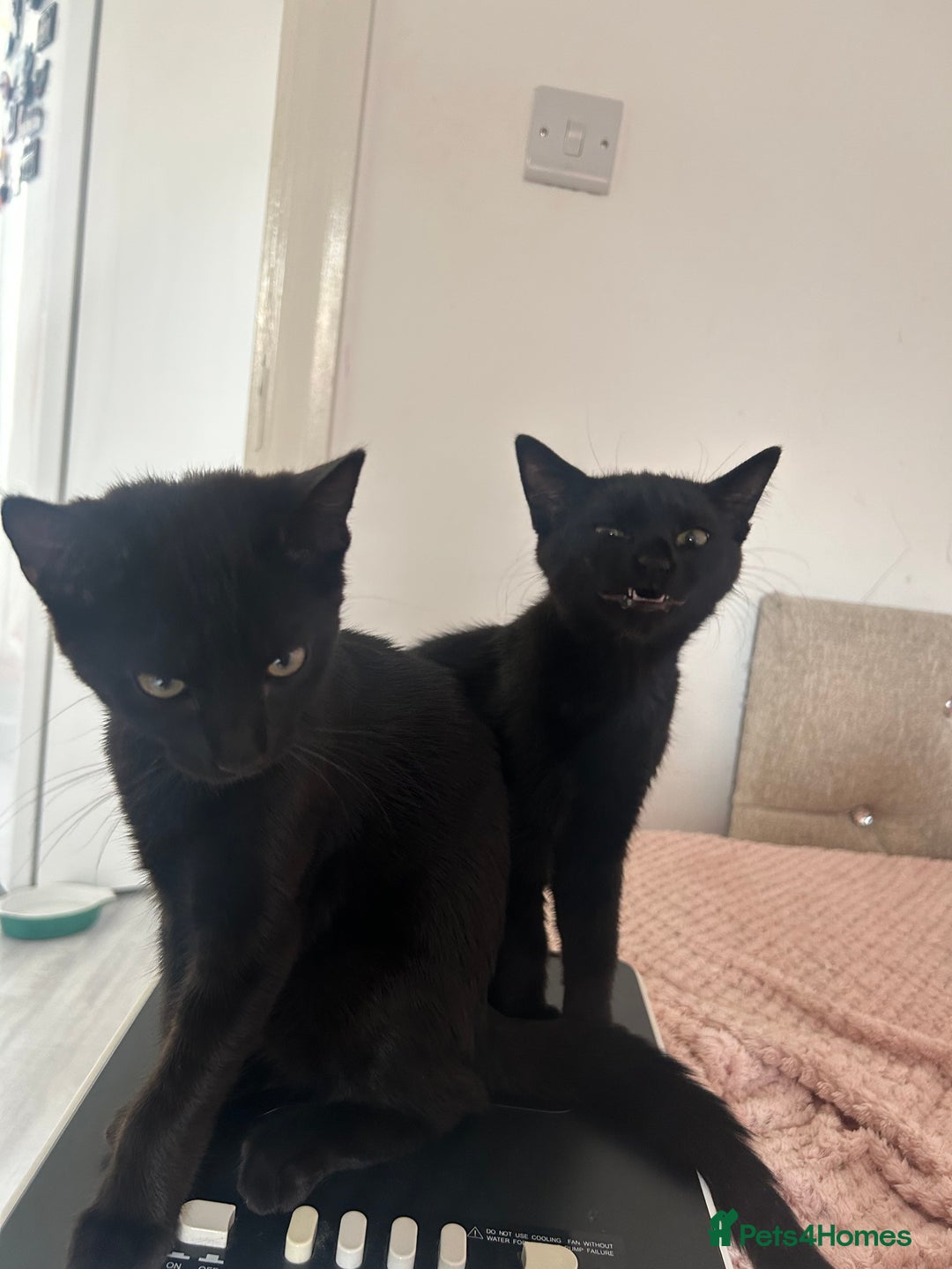 Mixed Breed cats for sale: ASAP 2 beautiful girls  - Image 3
