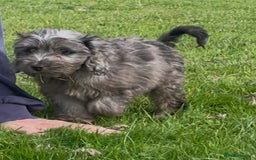 Cockapoo dogs for sale: F1 unique cockerpoo pups  - Image 5