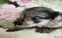 Jackapoo dogs for sale: ***READY NOW*** Gorgeous Jackapoo puppies - Image 4