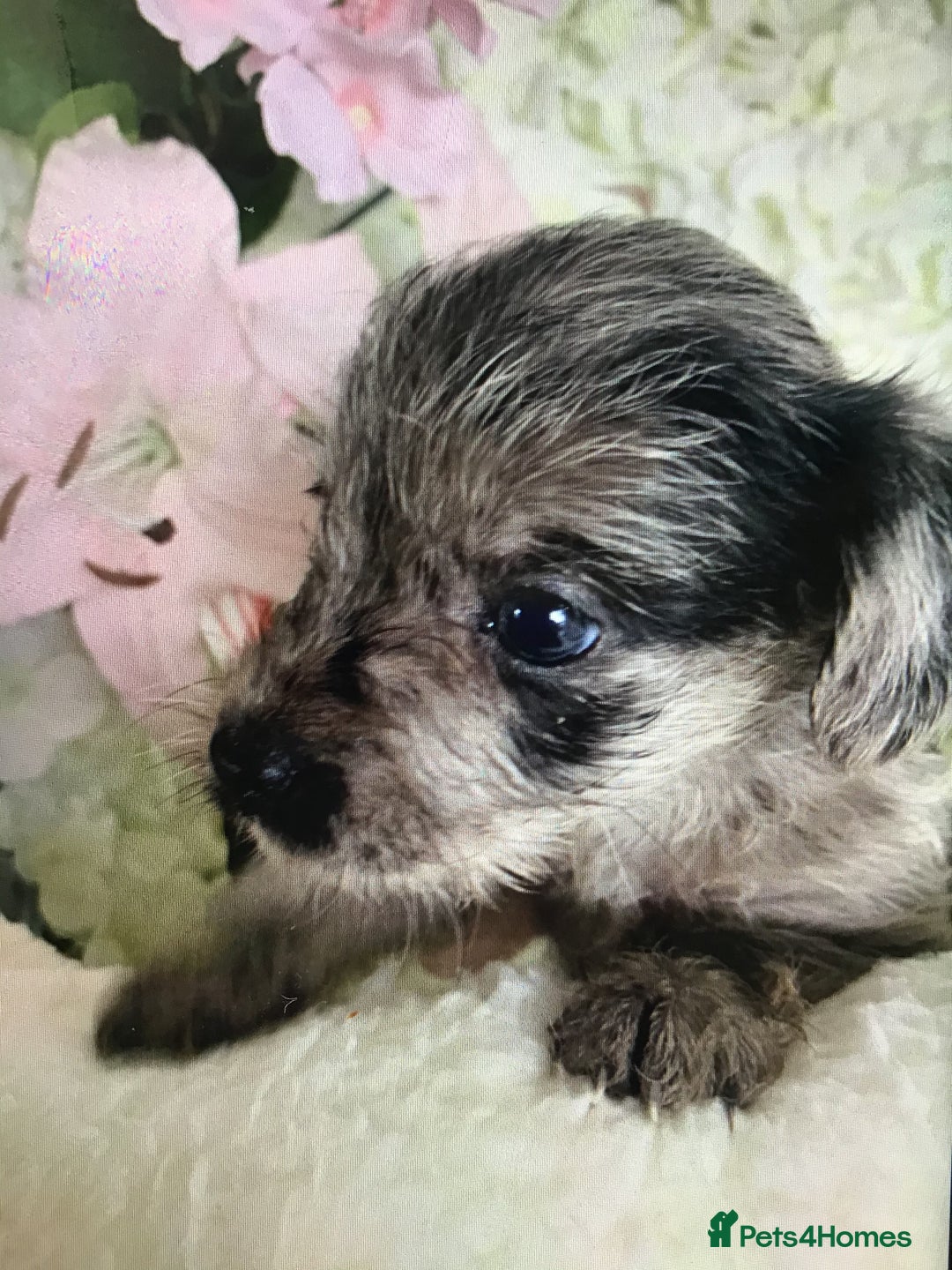 Jackapoo dogs for sale: ***READY NOW*** Gorgeous Jackapoo puppies - Image 4