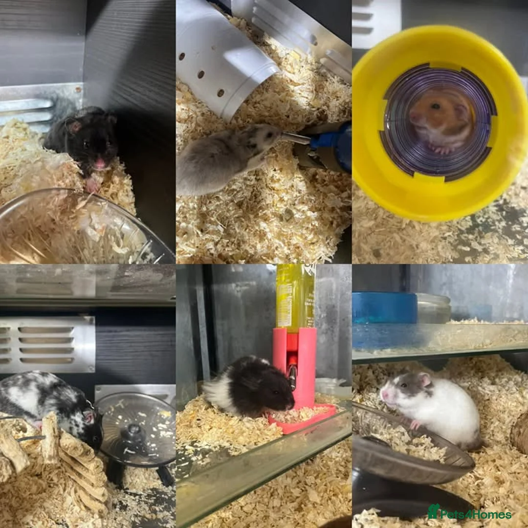 Guinea Pig rodents for sale: Guinea Pigs and other rodents available - Advert 5