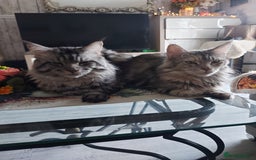 Maine Coon cats for sale: XXL Maine-coon beautiful silver boy. - Image 6