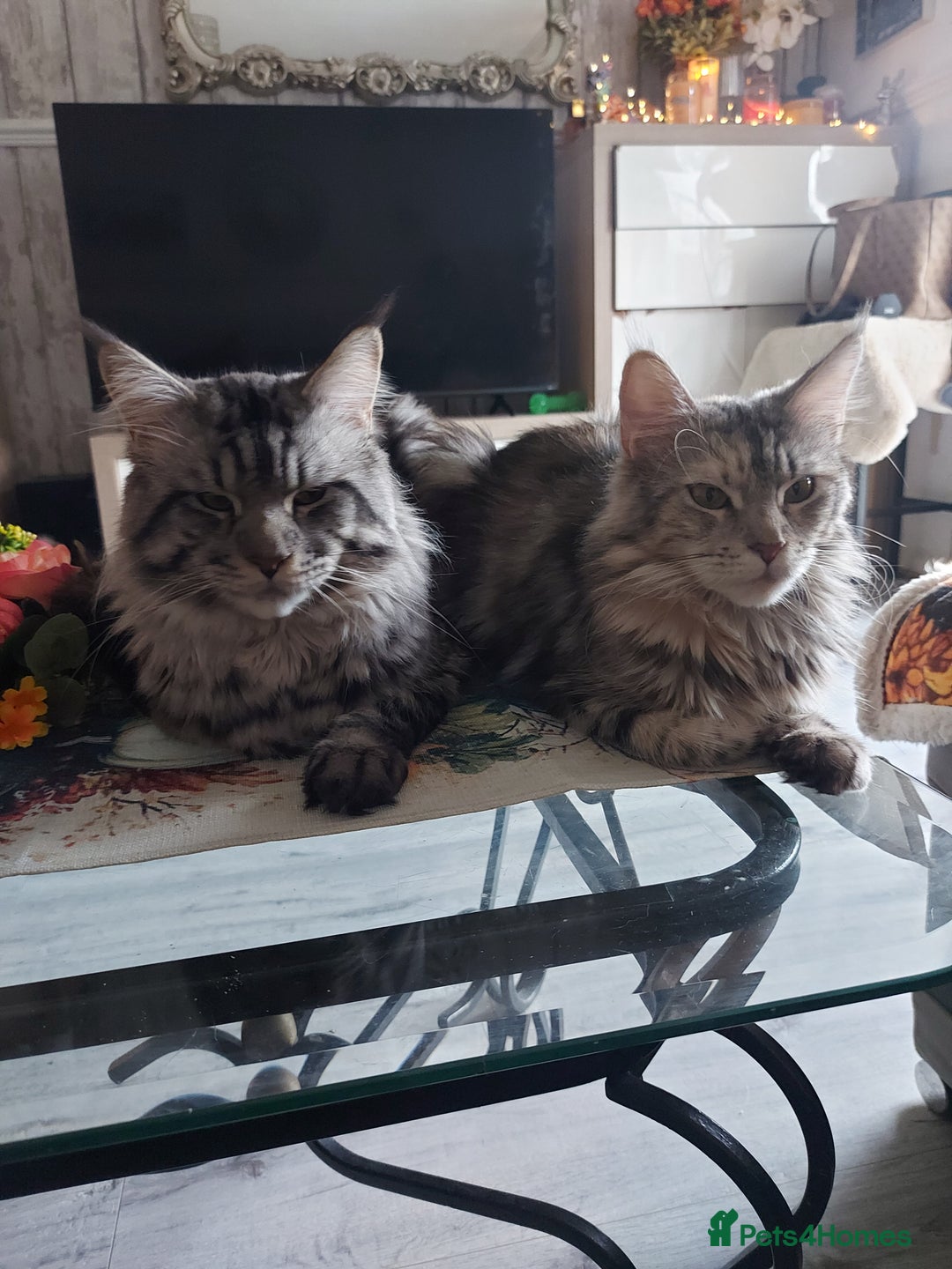 Maine Coon cats for sale: XXL Maine-coon beautiful silver boy. - Image 6