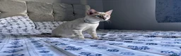 Bengal cats for sale: Wonderful Snow White bengal  in Bexleyheath - Advert 2