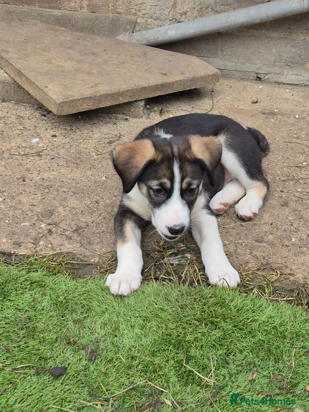 Mixed Breed dogs for sale: Husky mix puppies. Ready to leave! - Image 33