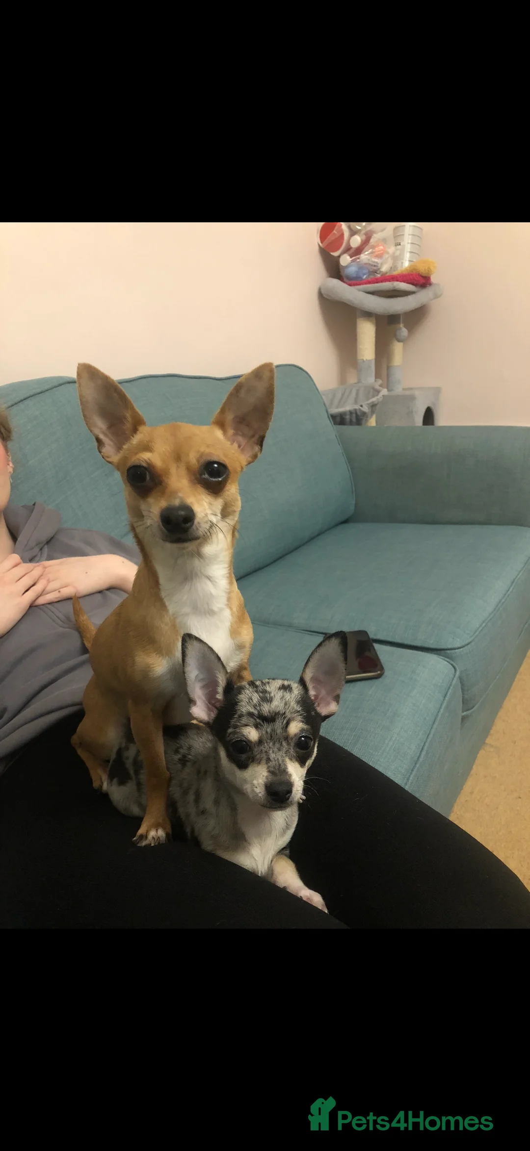 Chihuahua dogs for sale: Mum and daughter chihuahua must go together  - Advert 2