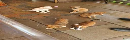 Lurcher dogs for sale: Lurcher in Newcastle - Advert 4
