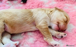 Cockapoo dogs for sale: Cocker Spaniel x Cockapoo Puppies Ready Soon  - Image 9