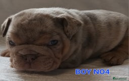 English Bulldog dogs for sale: Dwkc englìsh bulldog puppies  - Image 29
