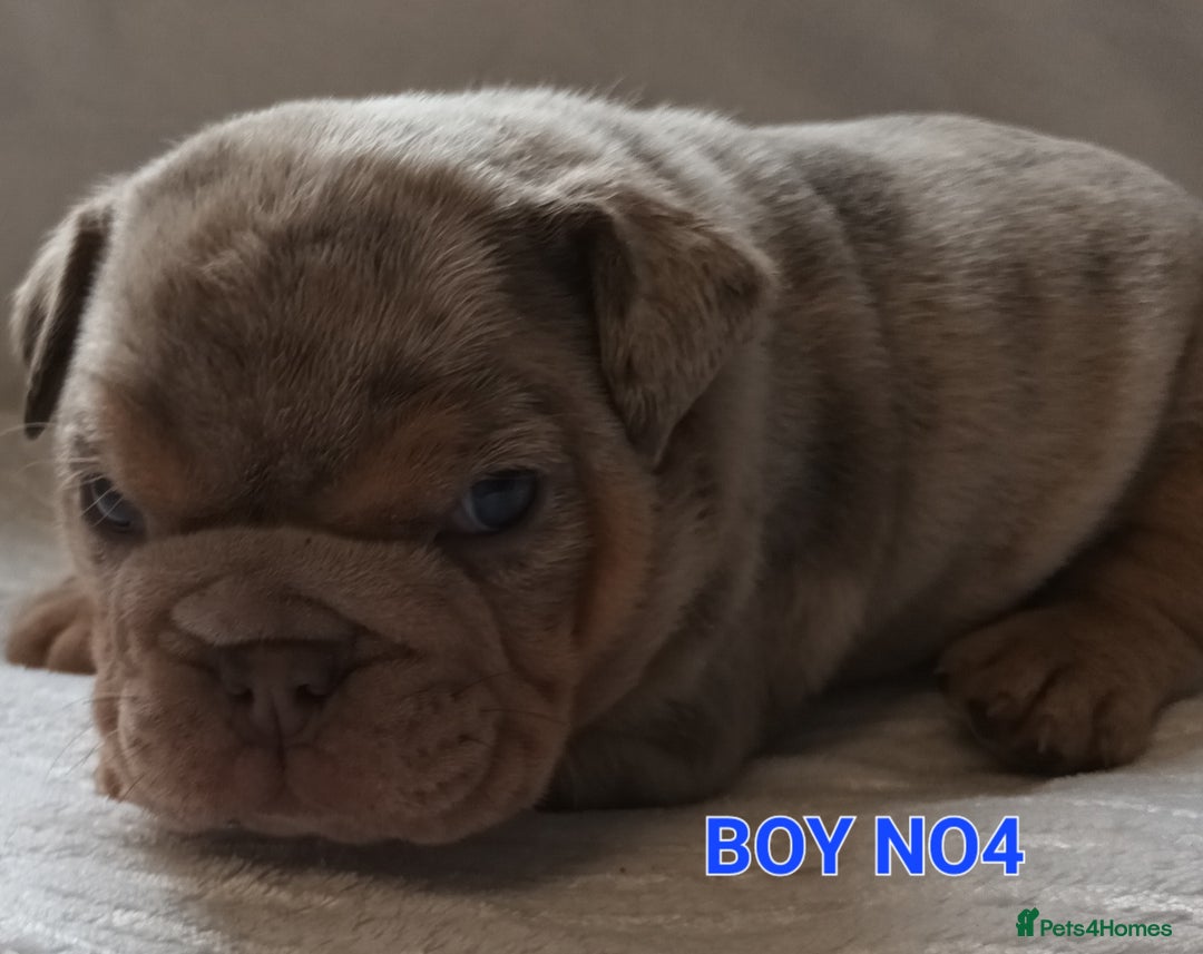 English Bulldog dogs for sale: Dwkc englìsh bulldog puppies  - Image 29