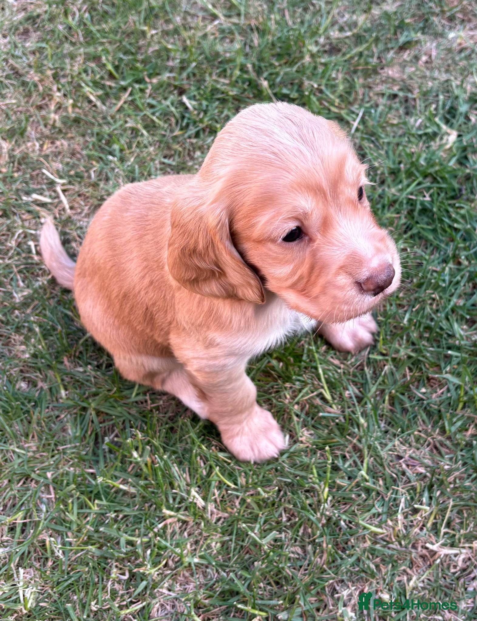 Cocker Spaniel dogs KC Working Cocker Spaniels - Advert 10