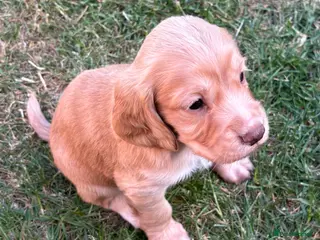Cocker Spaniel dogs KC Working Cocker Spaniels - Advert 10