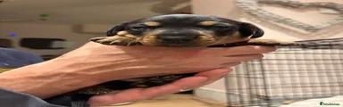 Dachshund 3