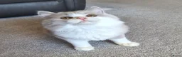 British Longhair cats for sale: Amazing loving boy  - Advert 13