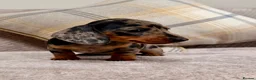Miniature Dachshund dogs for sale: True to type miniature smooth dachshund puppies - Advert 9
